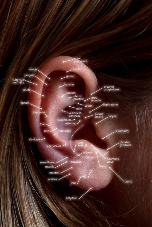 auricular acupuncture points