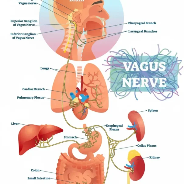 vagus nerve