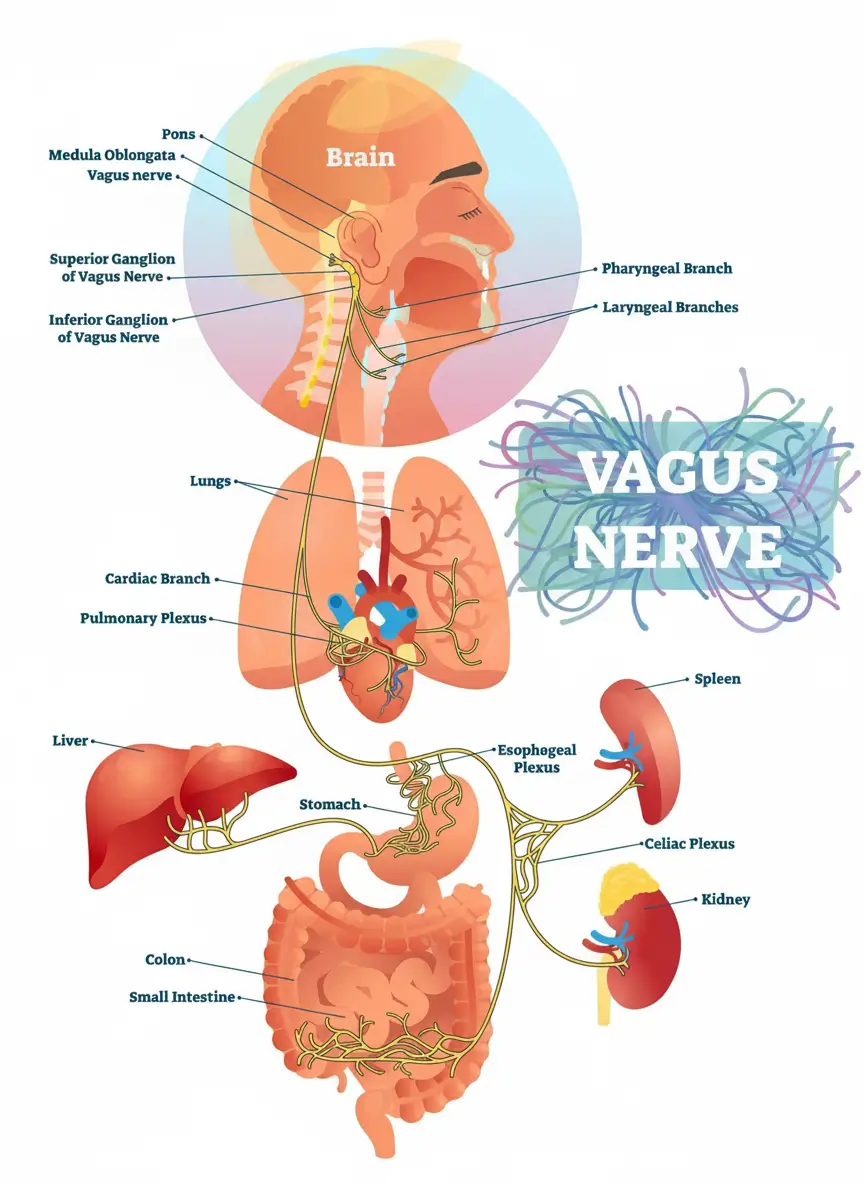 vagus nerve